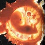 эмбрион, беременность