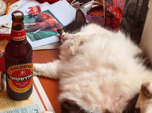 алкоголь, пиво, животные, кот